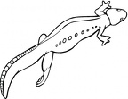 colorear  salamandra (7)