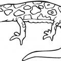colorear  salamandra (10)