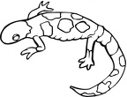 colorear  salamandra (13)