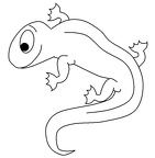 colorear  salamandra (3000)