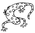 colorear  salamandra (2000)