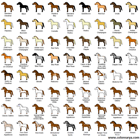 colorear caballo (3).png