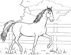 colorear caballo (24)