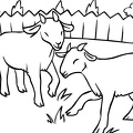 colorear cabra (5)