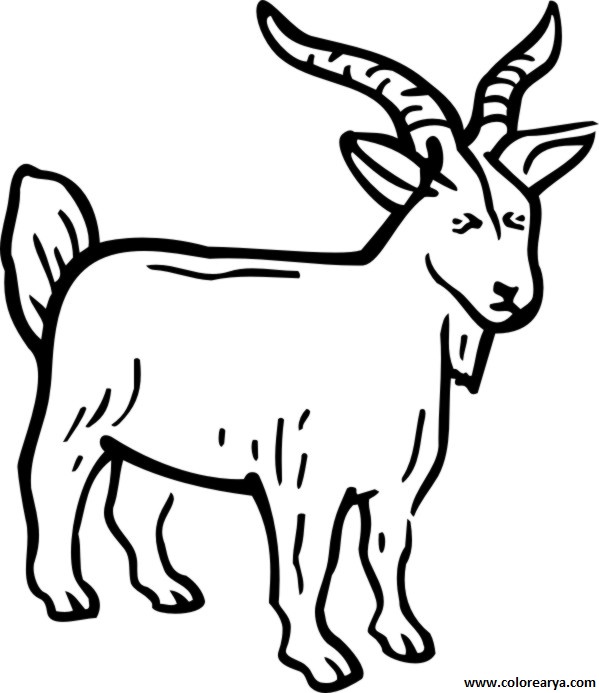 colorear cabra (35)