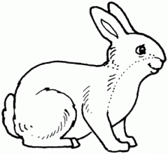 colorear conejo (5)
