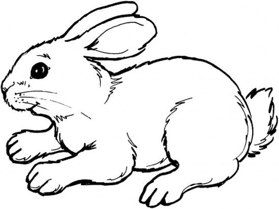 Imagen de conejo para pintar c - Imagui