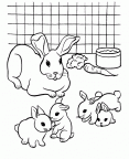 colorear conejo (114)