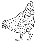 colorear gallina (16)
