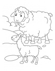colorear oveja (4)