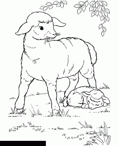colorear oveja (7).gif
