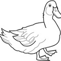 colorear pato (22)
