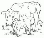 colorear vaca (8)