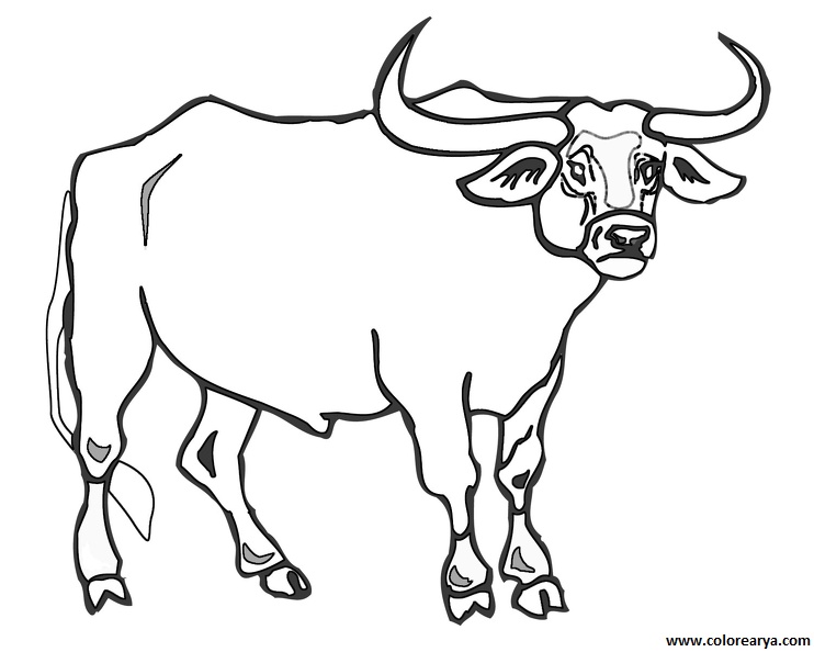 colorear toro (3)