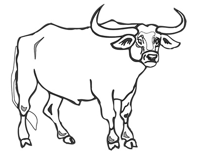 colorear toro (3)