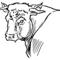 colorear toro (6)