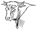 colorear toro (6)