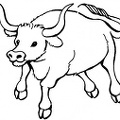 colorear toro (7)