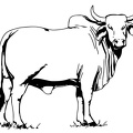 colorear toro (14)