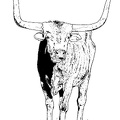 colorear toro (17)