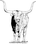 colorear toro (17)