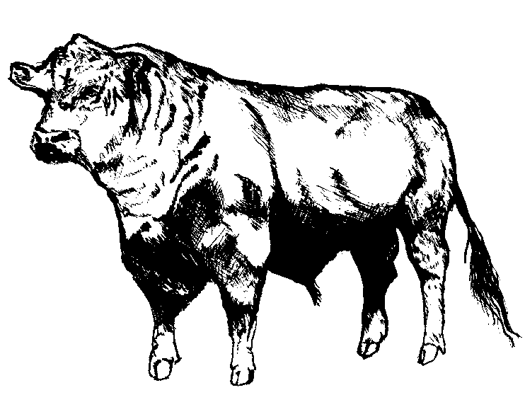 colorear toro (32).gif