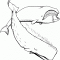 colorear ballena (3)