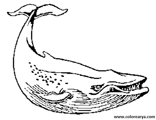 colorear ballena (3).png