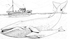 colorear ballena (4)