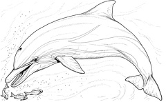 colorear delfin (4)