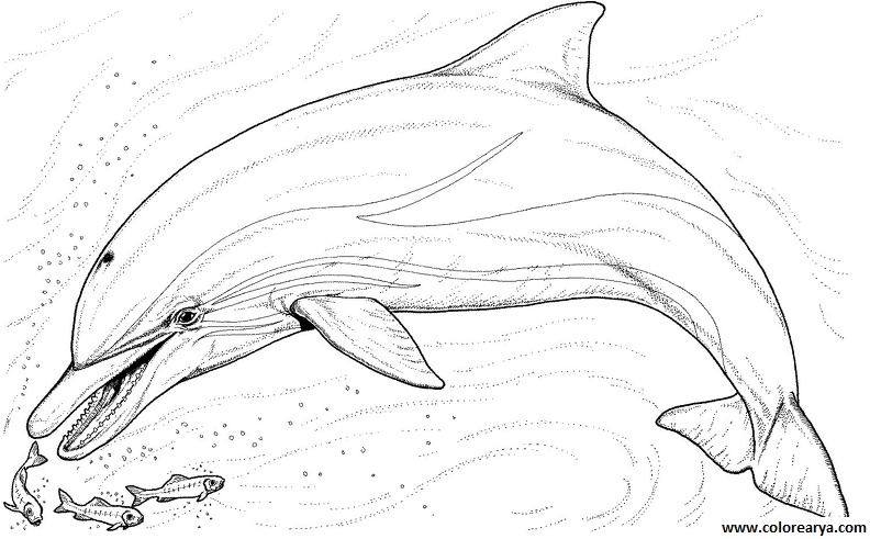 colorear delfin (4).jpg