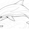 colorear delfin (4)