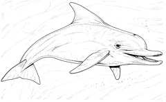 colorear delfin (6)