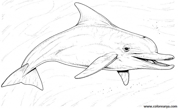 colorear delfin (6).gif