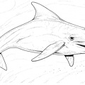 colorear delfin (6)