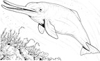colorear delfin (7)