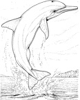 colorear delfin (1000)