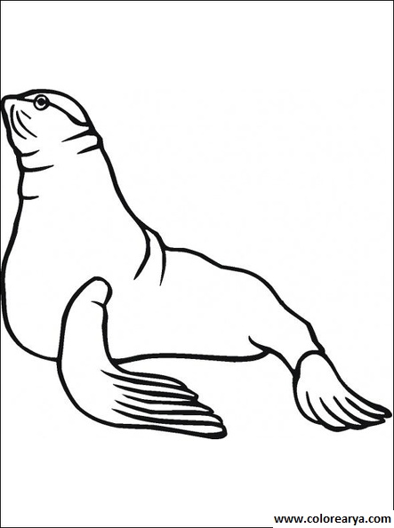 colorear foca (6).jpg