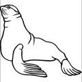 colorear foca (6)