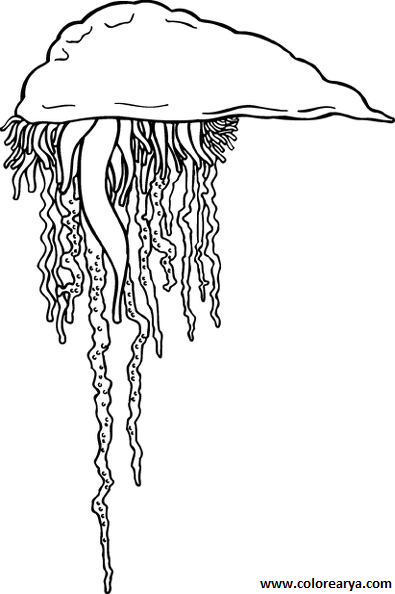 colorear medusa (2)