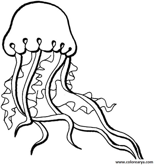 colorear medusa (3)