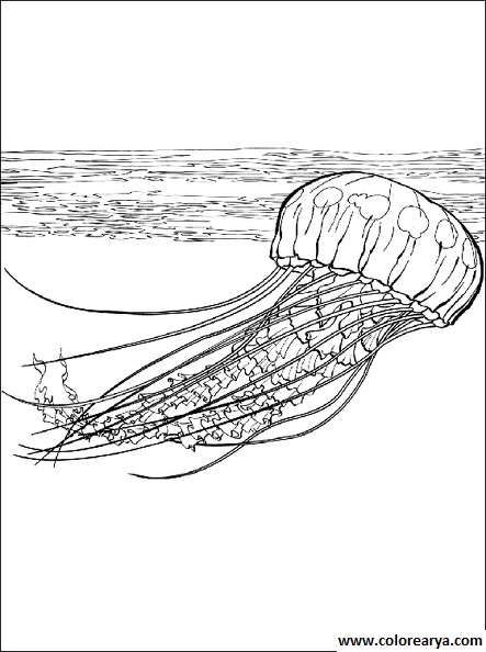 colorear medusa (4).jpg