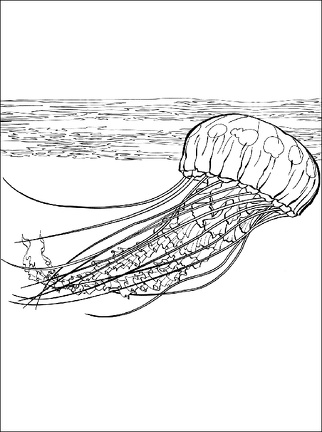 colorear medusa (4)