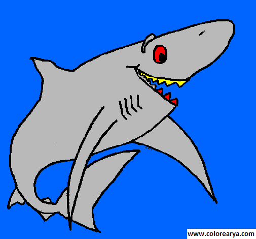colorear tiburon (2)
