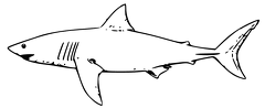 colorear tiburon (5)