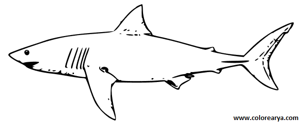 colorear tiburon (5).png