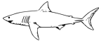 colorear tiburon (5)