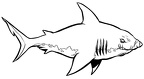 colorear tiburon (6)