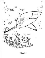 colorear tiburon (6)