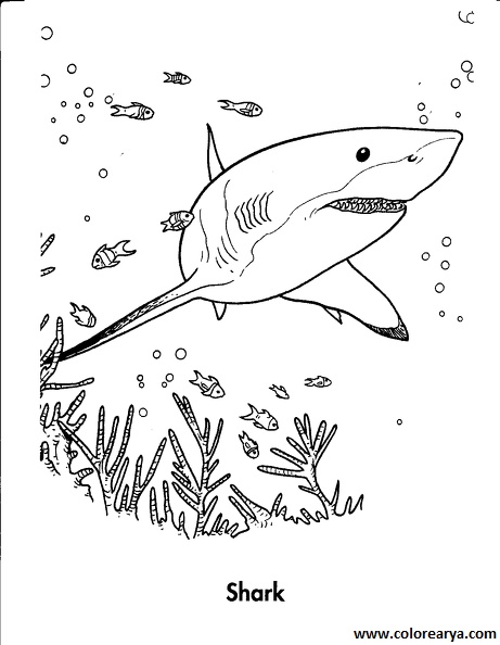 colorear tiburon (6).png